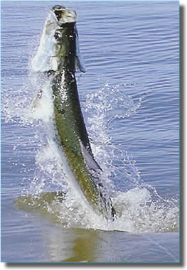 Fly Fishing for tarpon